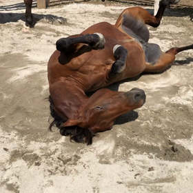 今日のリラの画像