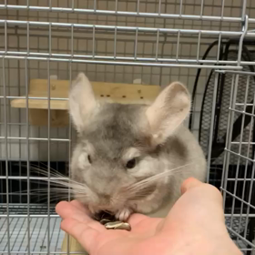 おやすみ前のチンチラの画像