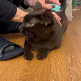 パパさんのブラッシングの画像