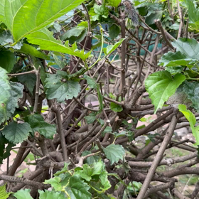 かわいいのお裾分けの画像