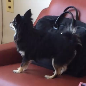 吠える専務お仕事がんばっています(p〃д〃q)の画像