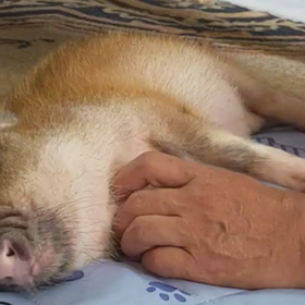 なでなでの画像