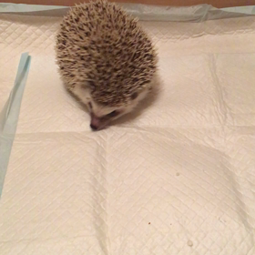 走らないハリちゃんの画像