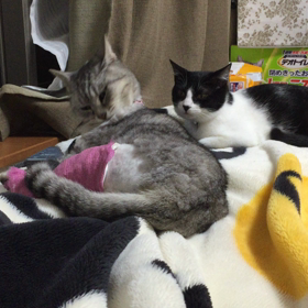 老猫に触りたくて仕方ない若猫。⑴の画像