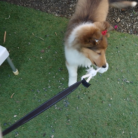 ラフコリー　　今日節分の画像