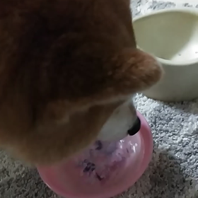 なんかゴメンナサイ。の画像