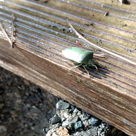 歩みの早いカメサンの画像