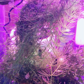 フグちゃんの画像