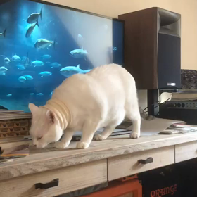 やっぱり太りすぎやなの画像