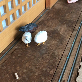48日目 くろちゃんの雄鳴きの画像
