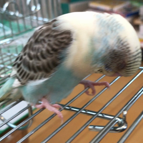 もっと撫でて〜の画像