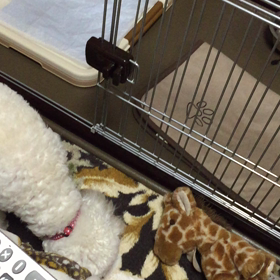 8月16日  私のせいだね。(；´Д`Aの画像