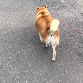 ハッピー急ぐの画像