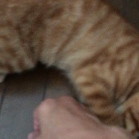 カヌレくんゴロゴロちゃんの画像