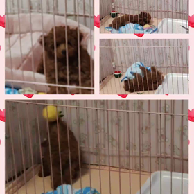 今日のレオちゃん・・☆の画像