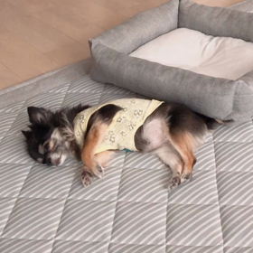 今日の愛犬チョコの画像