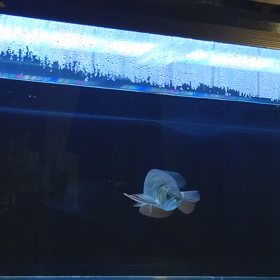 うちのHINOKIN！初ムカデ！！の画像