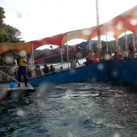 イル カショーの画像