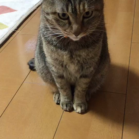 ふれあい譲渡会のご案内③の画像