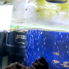 ミナミヌマエビ増えたの画像