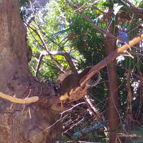 タイワンリス＆インフルエンザの話の画像