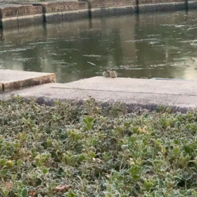 仲の良いすずめカップルの画像