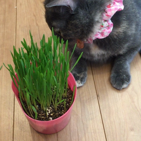 大ニャになる。の画像