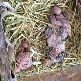 羽衣セキセイインコの画像