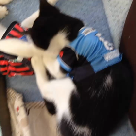 ヤンチャな３匹の画像