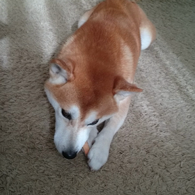 勘助の動画ですの画像