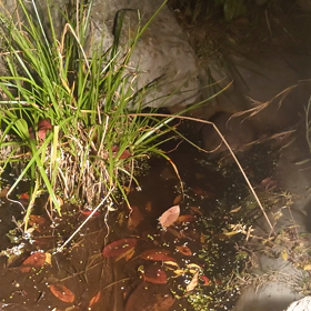 エサやりの合図の画像