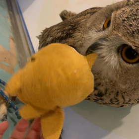 フクロウの鳴き声 パート1の画像