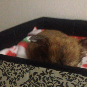 レッドの男の子！の画像