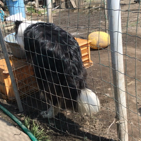 ミルちゃんの画像