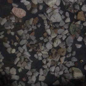 泳ぎ始めましたの画像