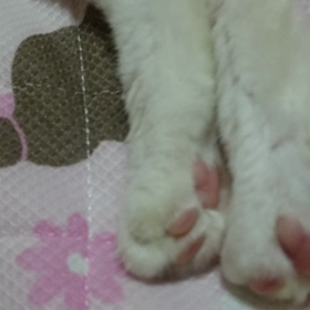 ぱかっと動画の画像