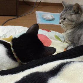 老猫に触りたくて仕方ない若猫。⑶の画像