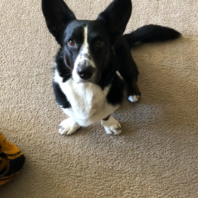 おねだりの画像