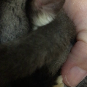 モモンガ撮影会の画像