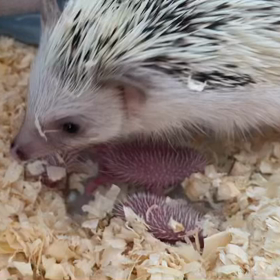 ハリネズミ出産⤴️✨の画像