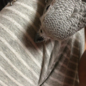 母とヨウムと１ヶ月の画像