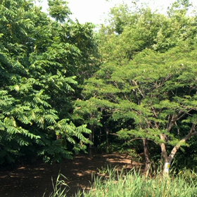 賑やかな鳥、再びの画像