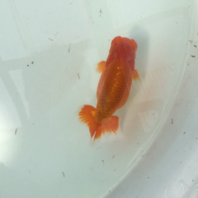 2歳魚その3の画像