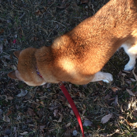 はなおばあちゃんのお散歩♪の画像