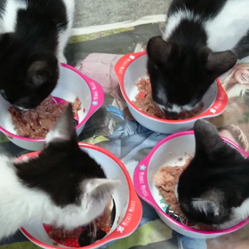 ますます元気な牛柄達の画像