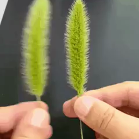 ウサリングの画像