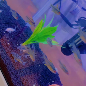 熱帯魚。の画像