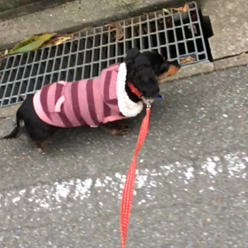 今日も送られてきました（笑）の画像