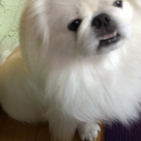 梨食べたいの画像