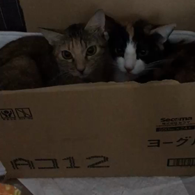 キティちゃん♥ベティちゃんの画像